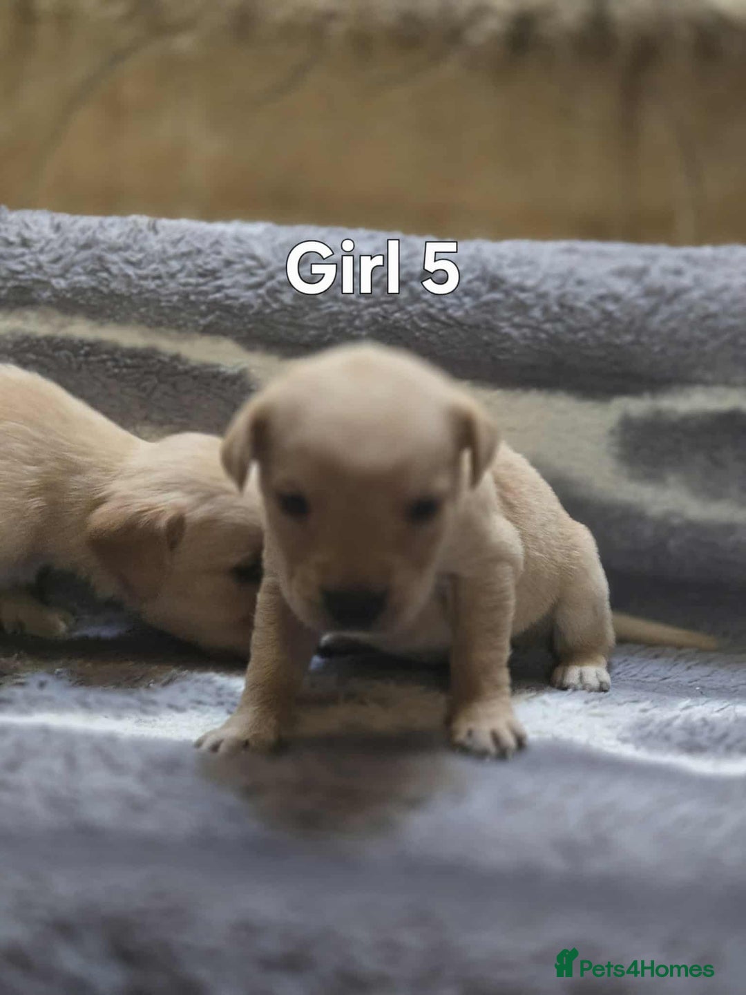 Labrador Retriever dogs for sale: Beautiful golden Labrador puppies  - Image 8