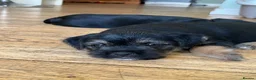 Mixed Breed dogs for sale: Border Terrier x Patterdale Puppies  - Advert 9