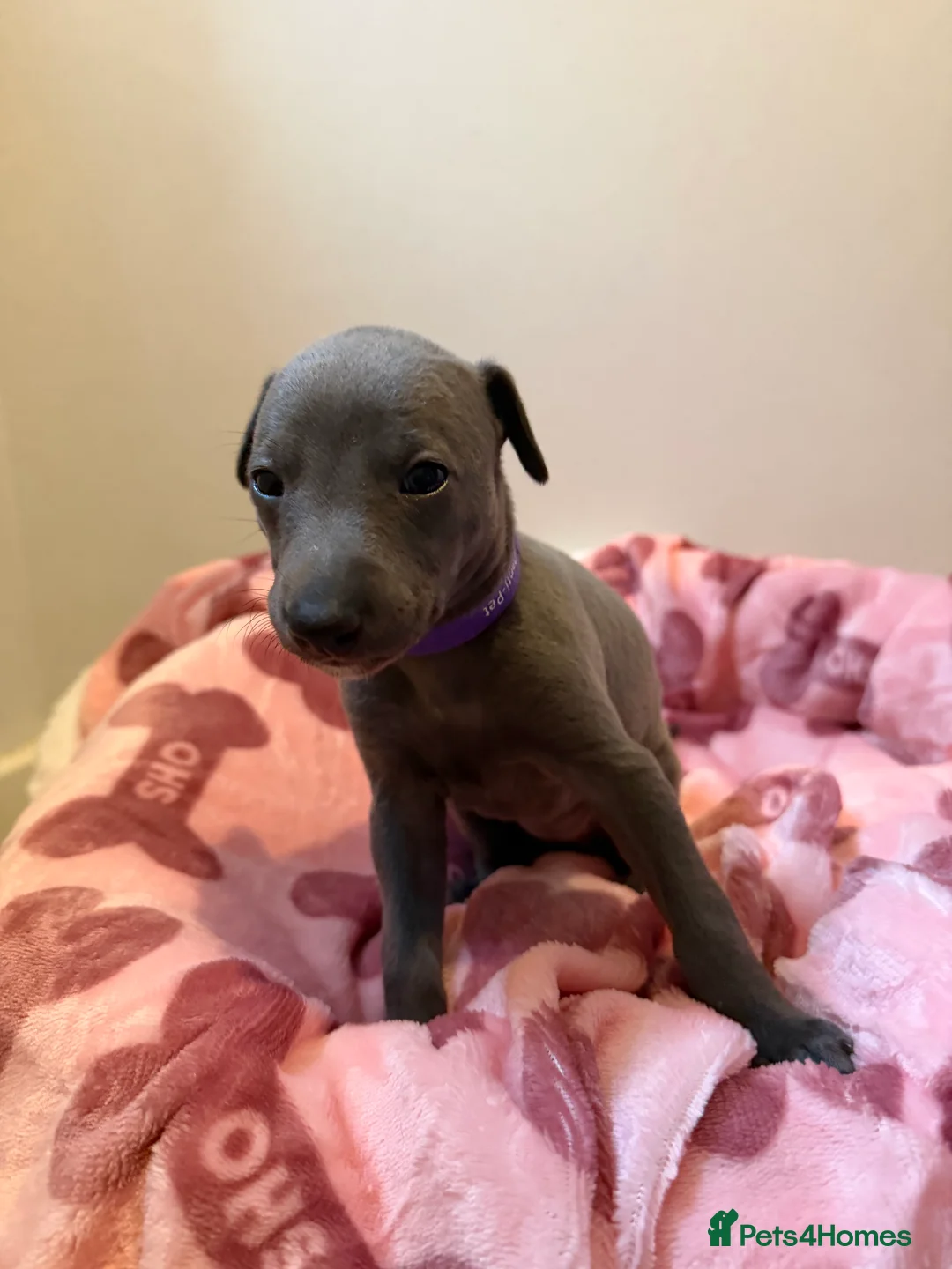 Whippet dogs for sale: Quality KC reg whippet puppies  - Advert 5