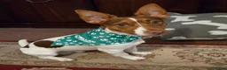 Jack Russell dogs for stud: Pure bred smooth jack russell for stud in Newport - Advert 5