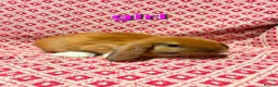 Mini Lop rabbits for sale: Stunning pure bred mini lop rabbits in Sheffield - Advert 2