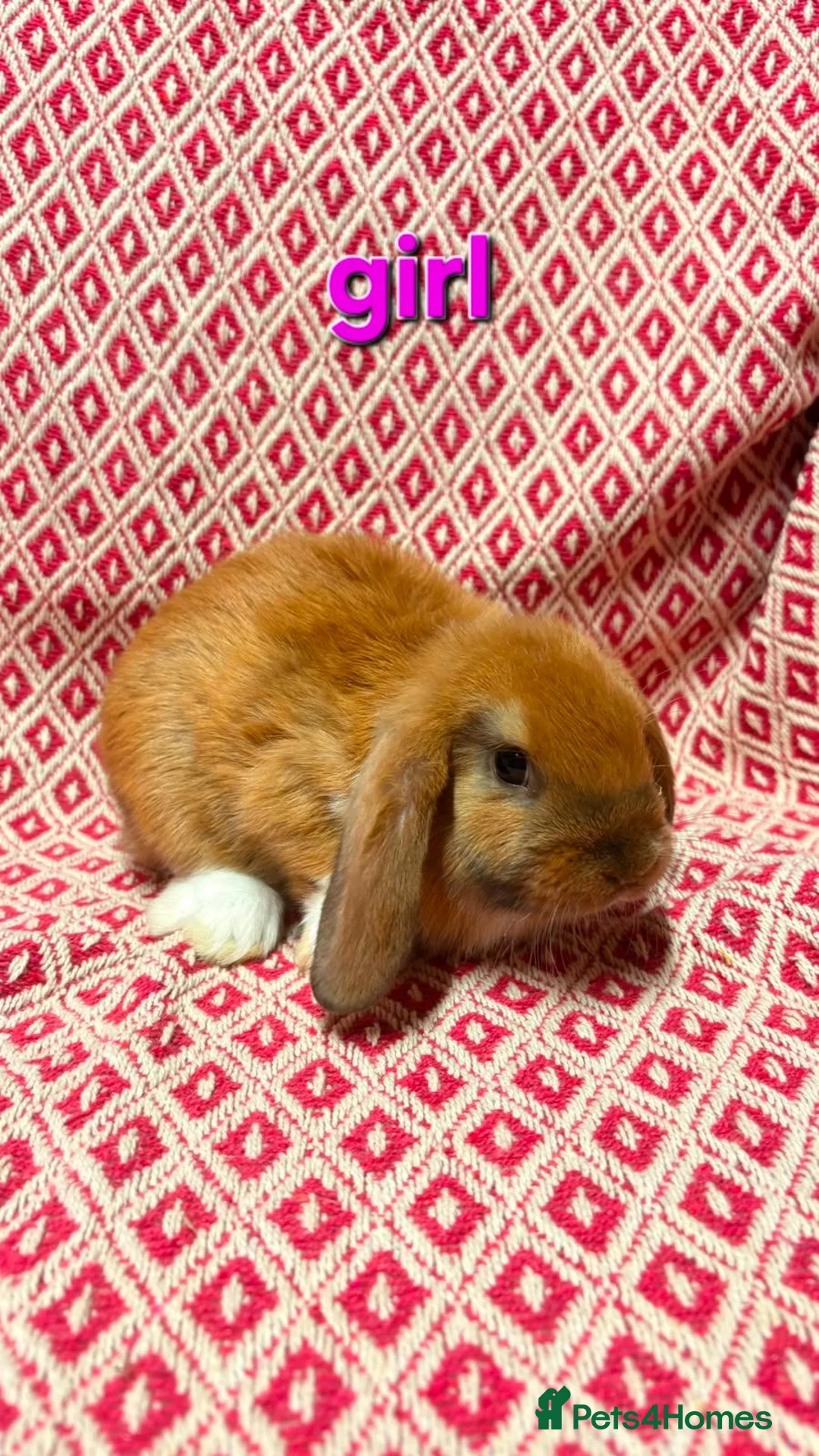 Mini Lop rabbits for sale: Stunning pure bred mini lop rabbits in Sheffield - Advert 2