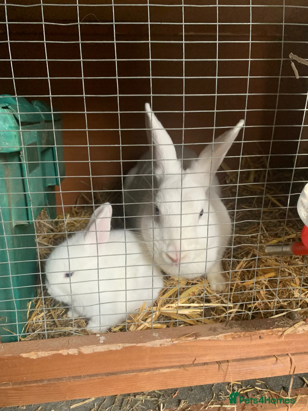 Mixed Breed rabbits for sale: German Giant cross breeds  - Advert 13