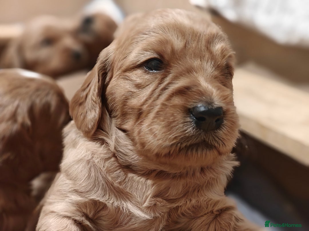 Mini Goldendoodle dogs for sale: Superb home-bred F1 Mini Goldendoodle GIRL - Advert 18