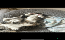 American Shorthair cats for sale: Milo 7 month old kitten in London - Image 4