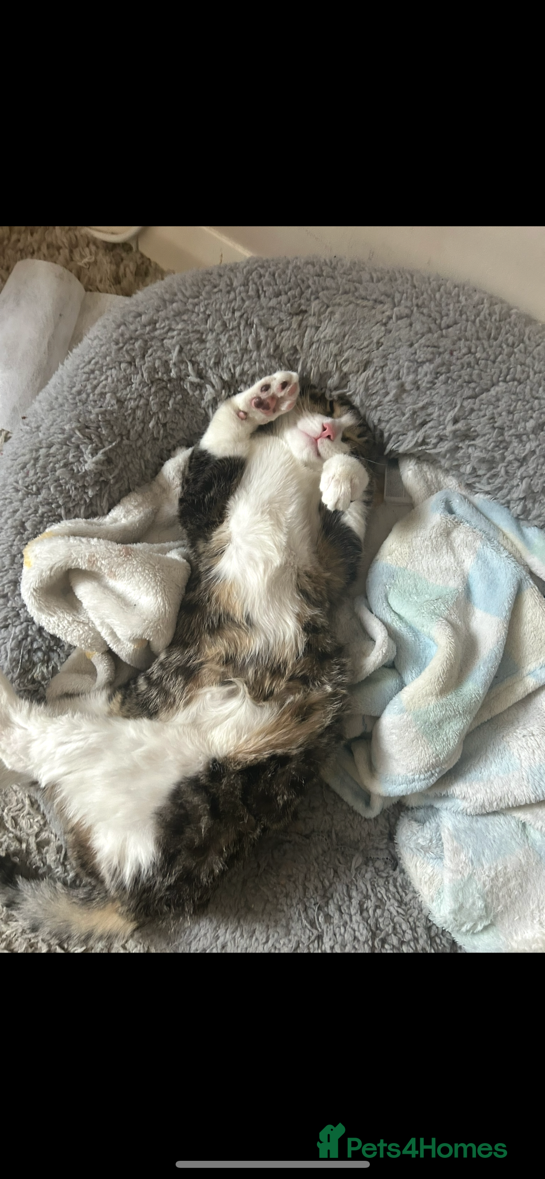 American Shorthair cats for sale: Milo 7 month old kitten in London - Image 4