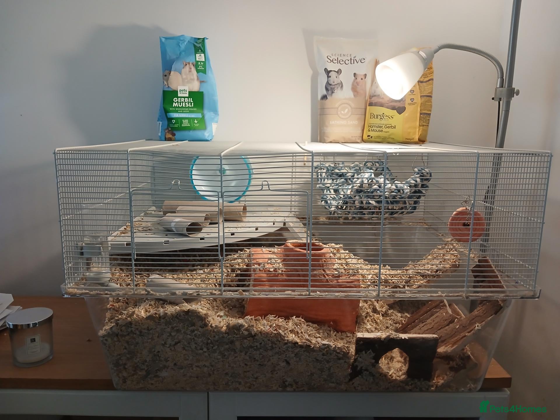 Gerbil rodents Full gerbil set up an 2 gerbils. - Advert 1