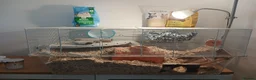 Gerbil rodents for sale: Full gerbil set up an 2 gerbils. in Caerphilly - Advert 1