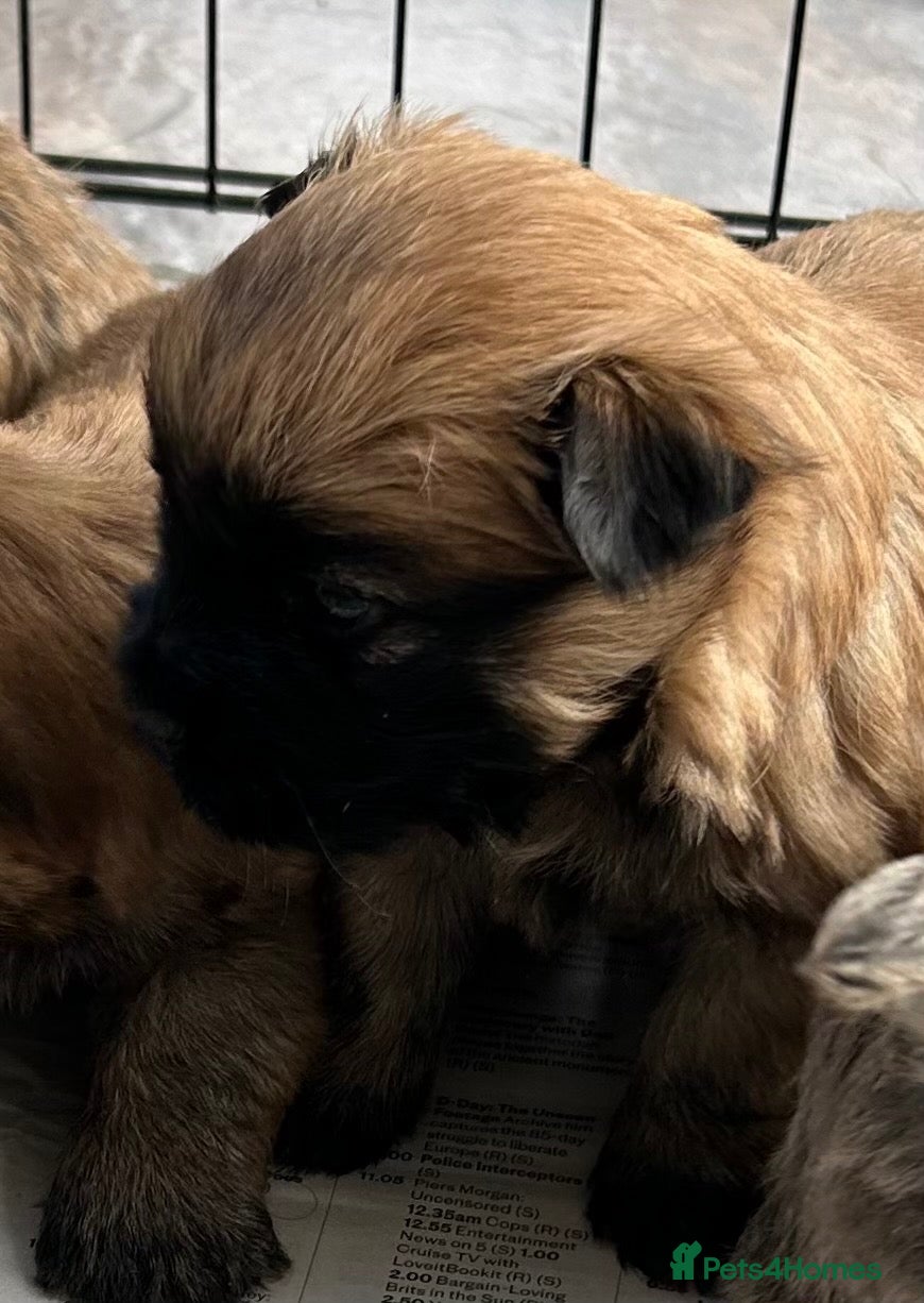 Cairn Terrier dogs for sale: Gorgeous Cairn Terrier Puppys - Advert 2