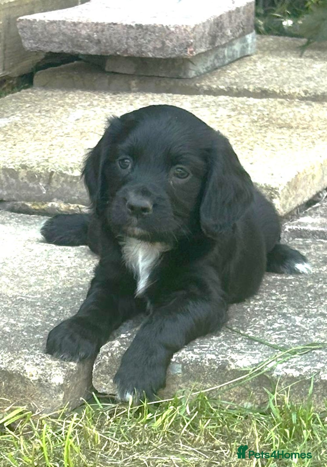 Sprocker dogs for sale: Sprockers For Sale  in Rye - Image 2