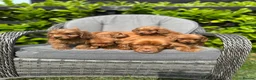 Cockapoo dogs for sale: Red cockapoo puppies  - Advert 17