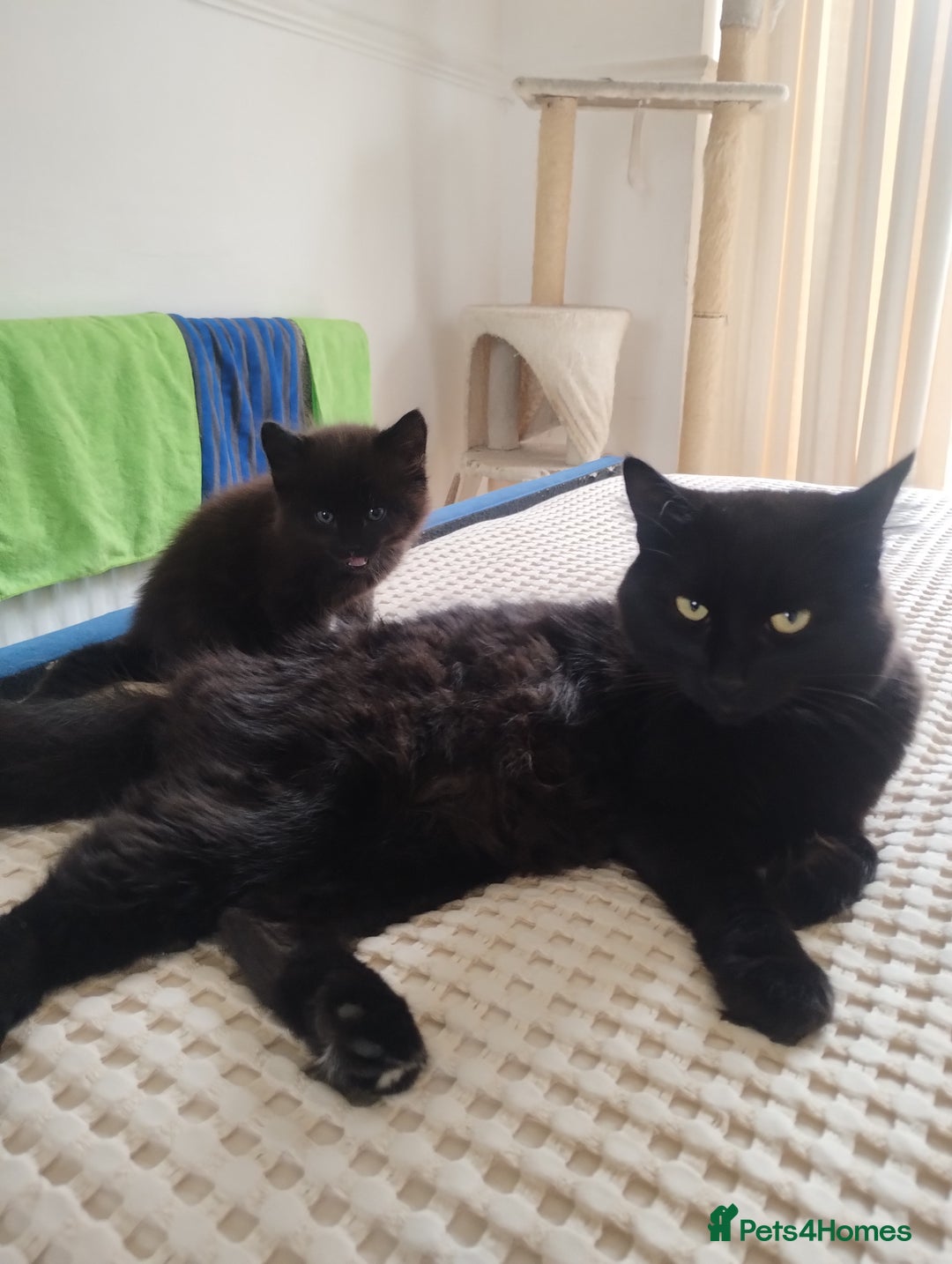 Mixed Breed cats for sale: 3 lovely Boys Ready to Leave , 1 black available  - Image 6