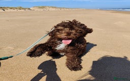 Cockapoo dogs for stud: Cockapoo for stud  - Advert 9