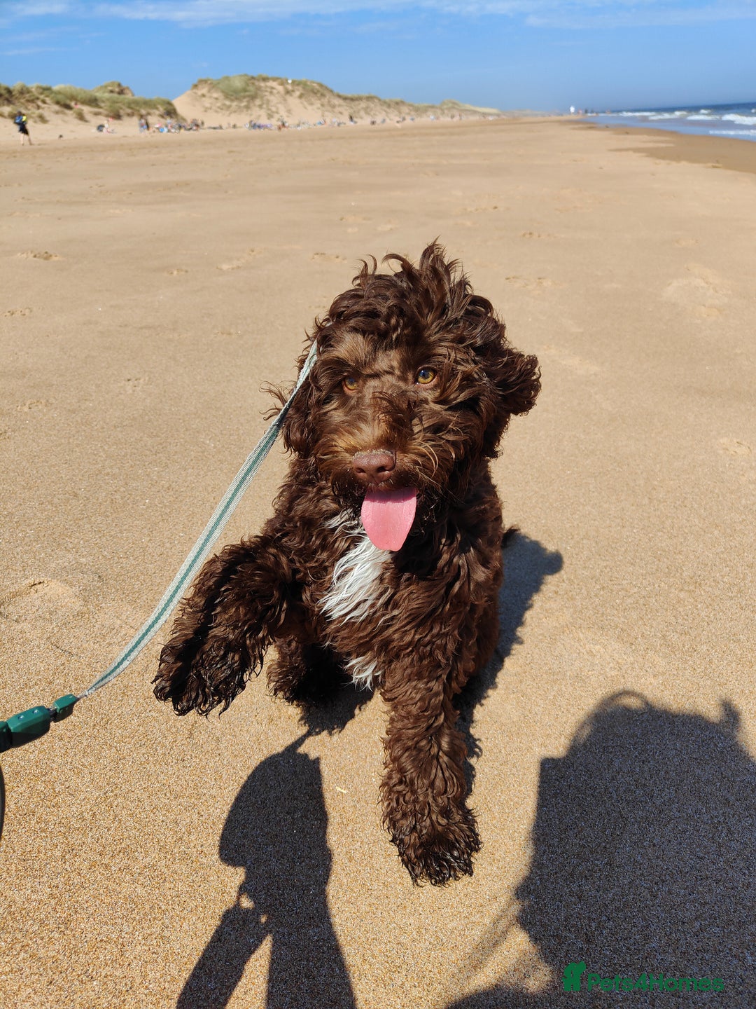 Cockapoo dogs for stud: Cockapoo for stud  - Advert 9