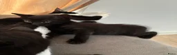 Domestic Shorthair cats for sale: 3 gorgeous kittens looking for forever homes 🤎🐾 - Advert 6