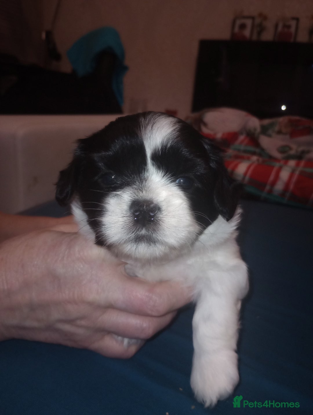 Shih Tzu dogs for sale: Adorable shih-tzu puppies - Advert 9