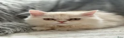 Scottish Fold cats for sale: Beautiful Scottish Fold × Ragdoll mix kittens   - Advert 3