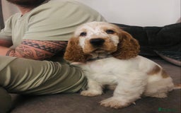 Cocker Spaniel dogs for sale: Beautiful Show Orange Roan Girl KC Reg - Image 1