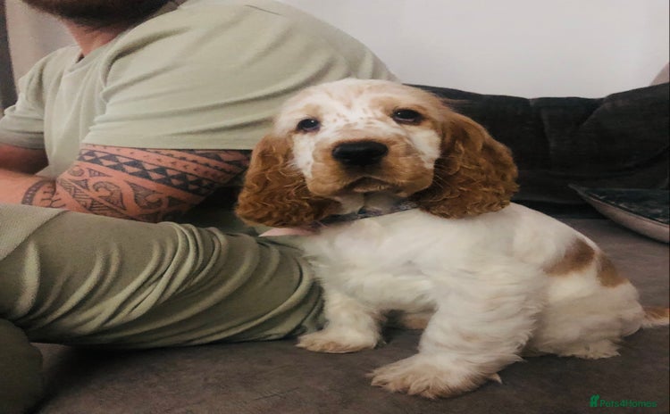 Cocker Spaniel dogs for sale - Advert 1