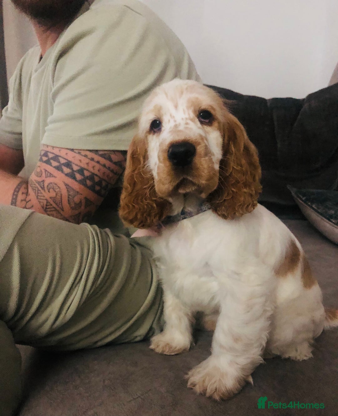 Cocker Spaniel dogs for sale: Beautiful Show Orange Roan Girl KC Reg - Image 1