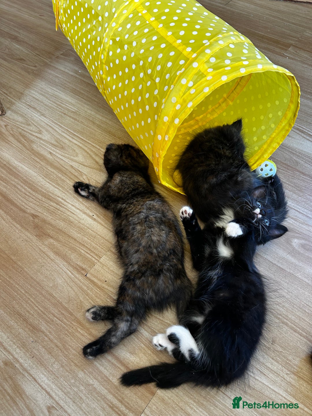 Ragdoll cats for sale: Ragdoll x ragcoon 4 left kittens ready to go  - Image 24