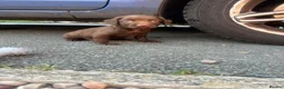Cocker Spaniel dogs for sale: Cocker spaniel puppies 🐶🩷 - Advert 15