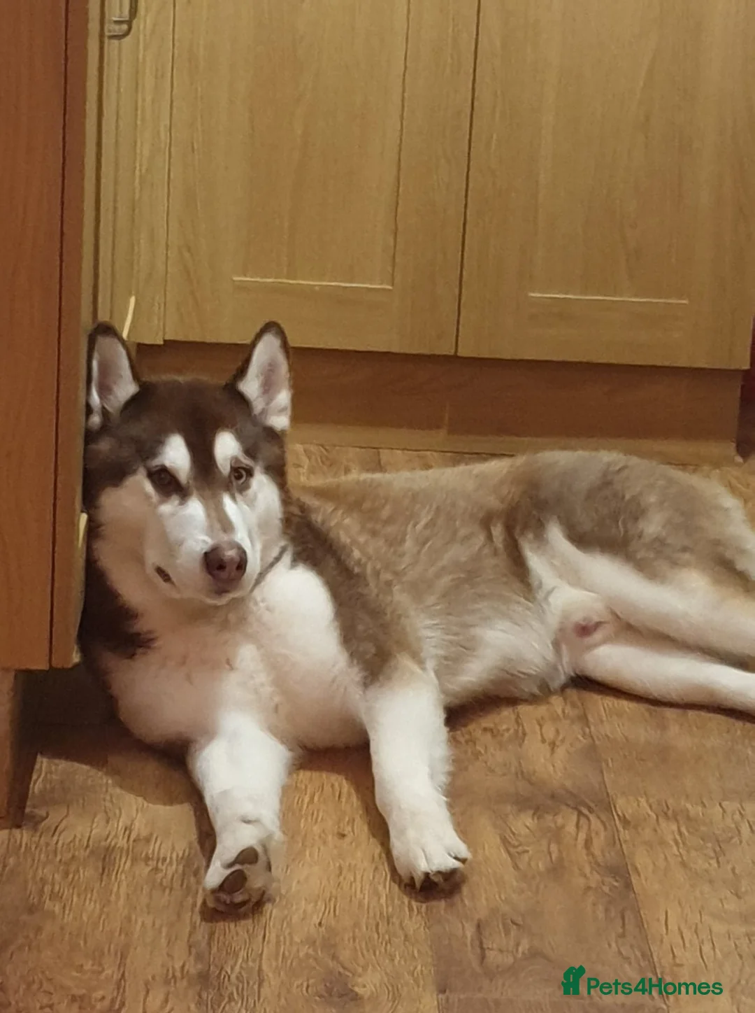 Siberian Husky dogs for stud: Stunning Bi-eyed Siberian Husky for stud(PROVEN) in Burton-on-Trent - Advert 5