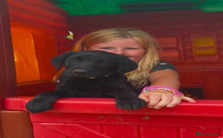 Labrador Retriever dogs - Advert 2