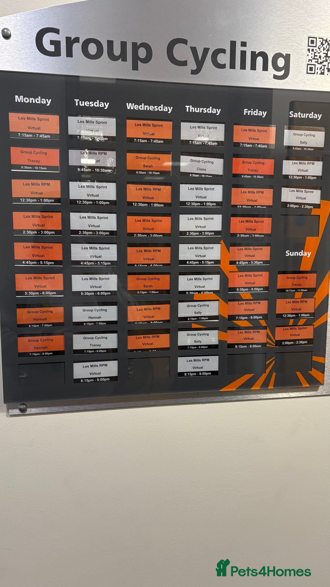 Miniature Dachshund dogs for sale: miniature Dachshund  - Advert 16