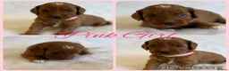 Australian Labradoodle dogs for sale: Prestige Australian labradoodle puppies💜 - Advert 4