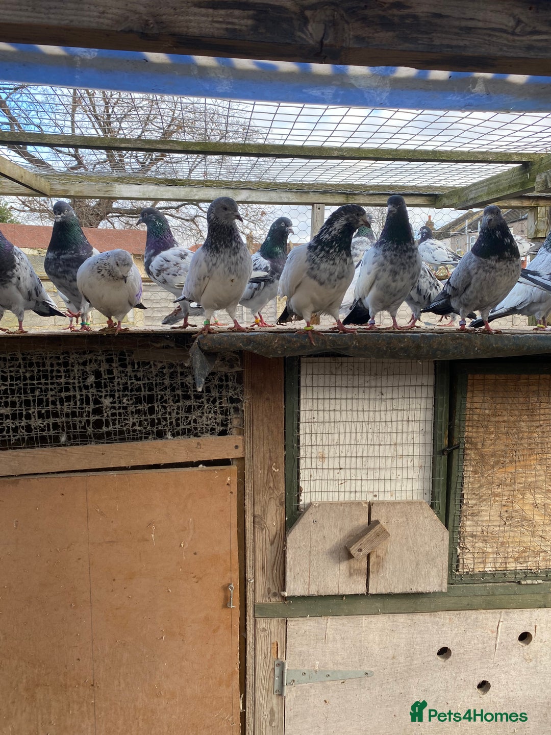 Pigeons birds for sale: Pigeons for sale - Image 2