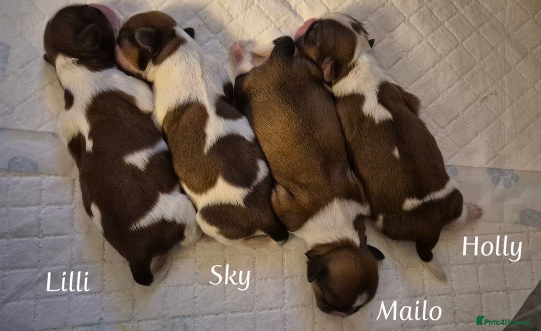 Shih Tzu dogs for sale: Beautiful shih tzu puppies  - Advert 1