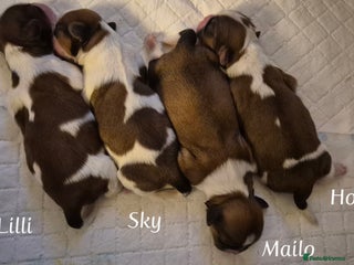 Shih Tzu dogs Beautiful shih tzu puppies - Advert 1