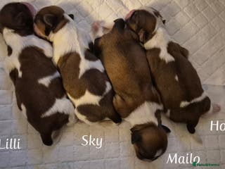 Shih Tzu dogs Beautiful shih tzu puppies - Advert 2