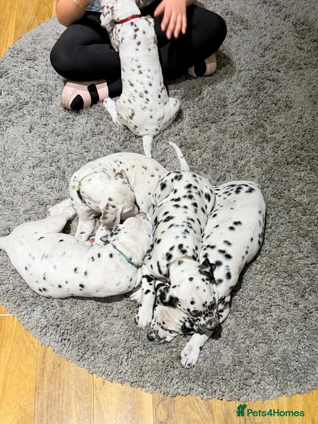 Dalmatian dogs for sale: Dalmation puppies for sale - Advert 10