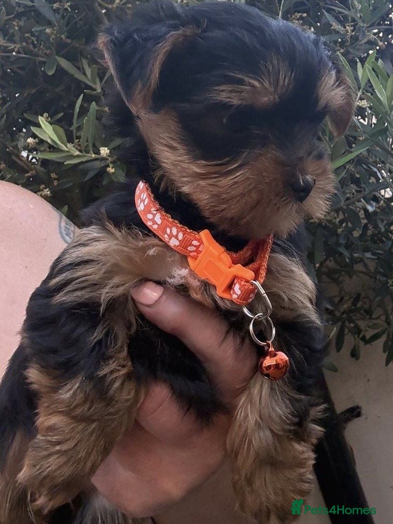 Yorkshire Terrier dogs Cute Yorkshire Terrier Pups Ready  - Advert 1