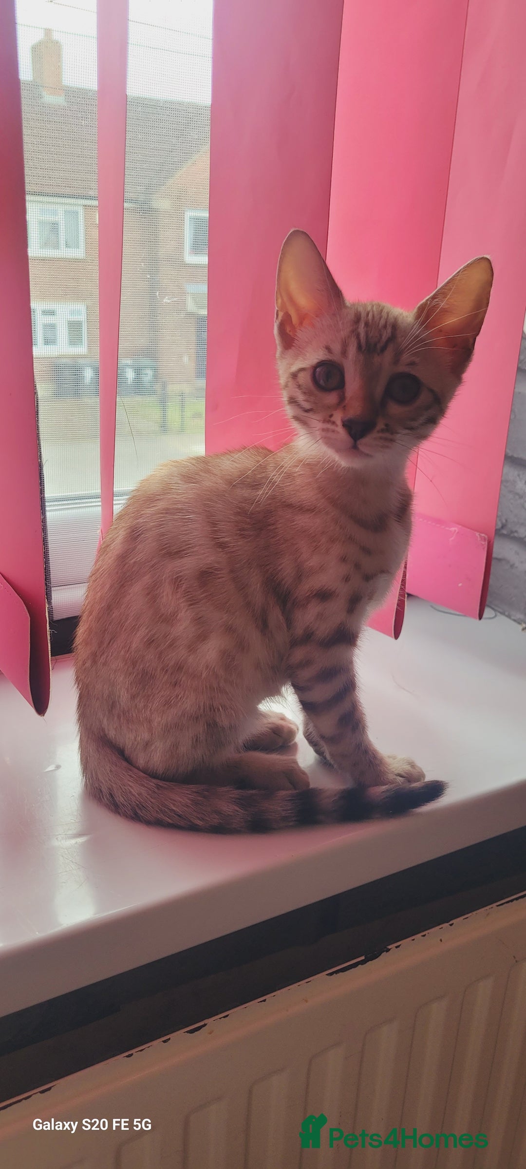 Bengal cats for sale: Bengal kittens (Tica regi.) 2 boys left - Image 6