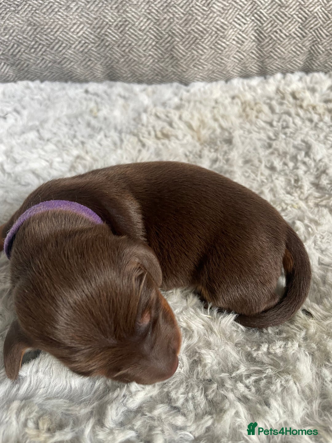 Miniature Dachshund dogs for sale: True miniature Daschund puppies - Advert 8
