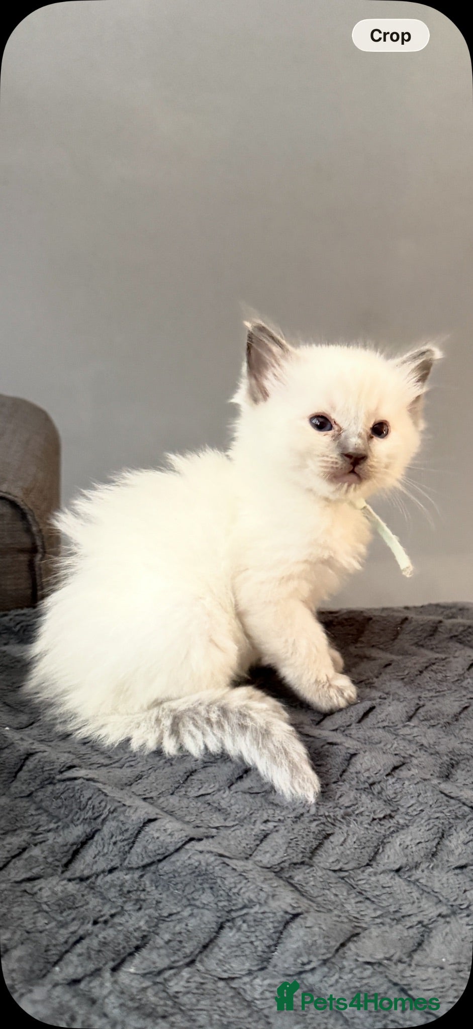 Ragdoll cats *** 5 Pure Ragdoll Kittens for Sale*** - Advert 18