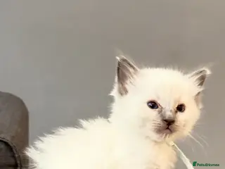 Ragdoll cats *** 5 Pure Ragdoll Kittens for Sale*** - Advert 18