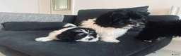 Mixed Breed dogs for sale:  Shihpoo x cavalier King Charles puppies for sale in Ramsgate - Advert 11