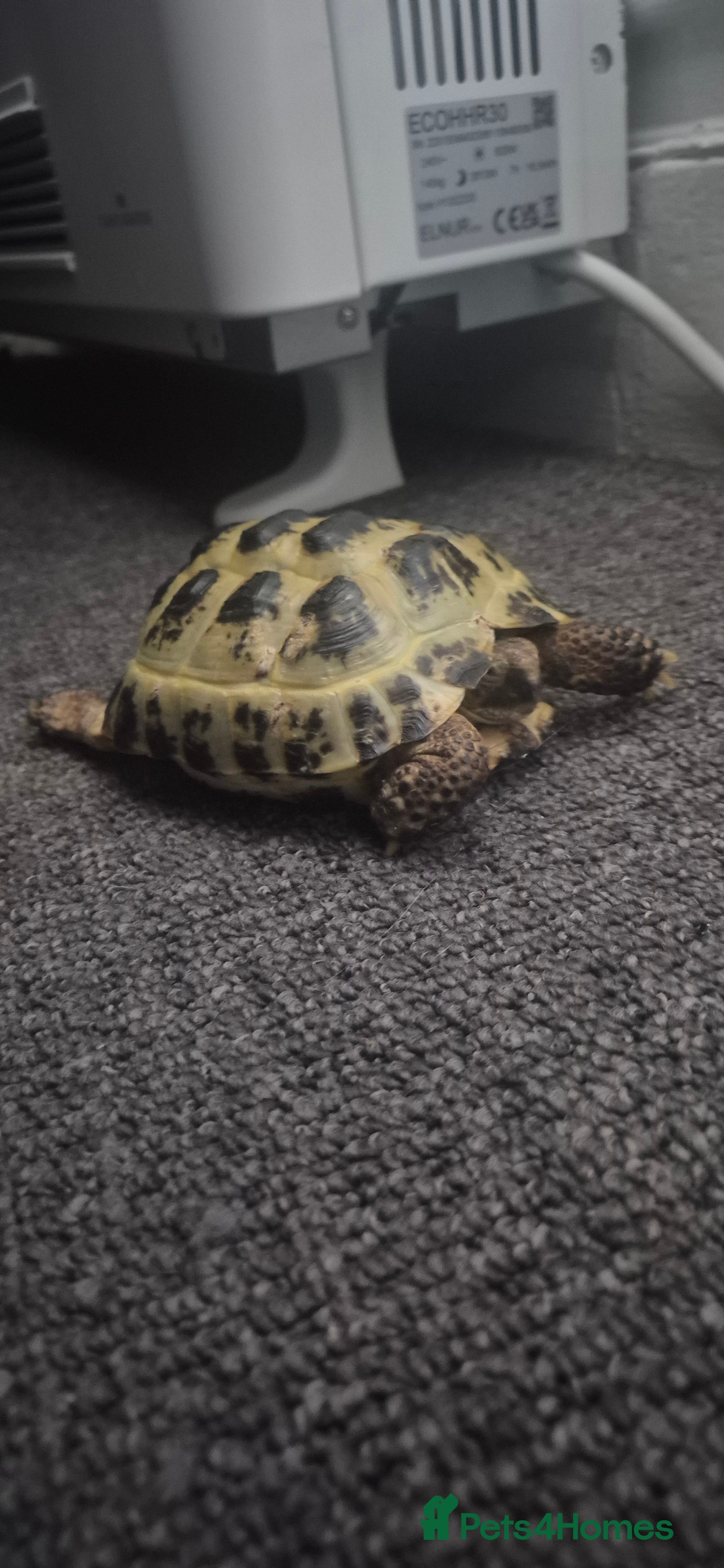 Tortoise reptiles Tortoise  - Advert 1