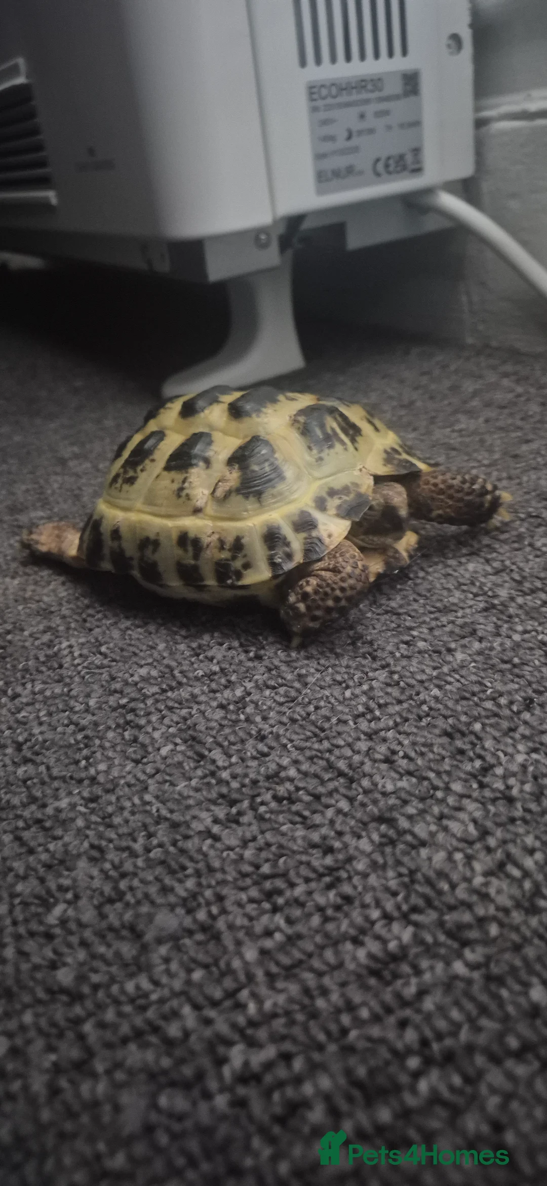 Tortoise reptiles for sale: Tortoise  - Advert 1