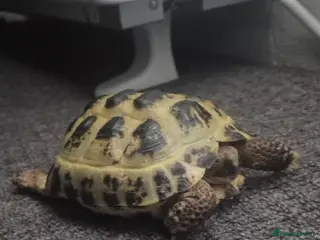 Tortoise reptiles Tortoise - Advert 1