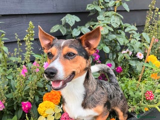 Jack Russell dogs in Cambridge - Advert 9