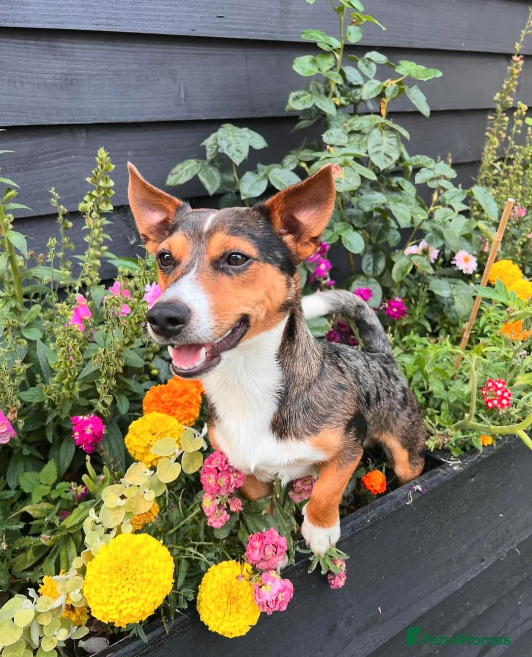 Jack Russell dogs for stud: Stunning Merle Jack Russell Male for Stud - Advert 1