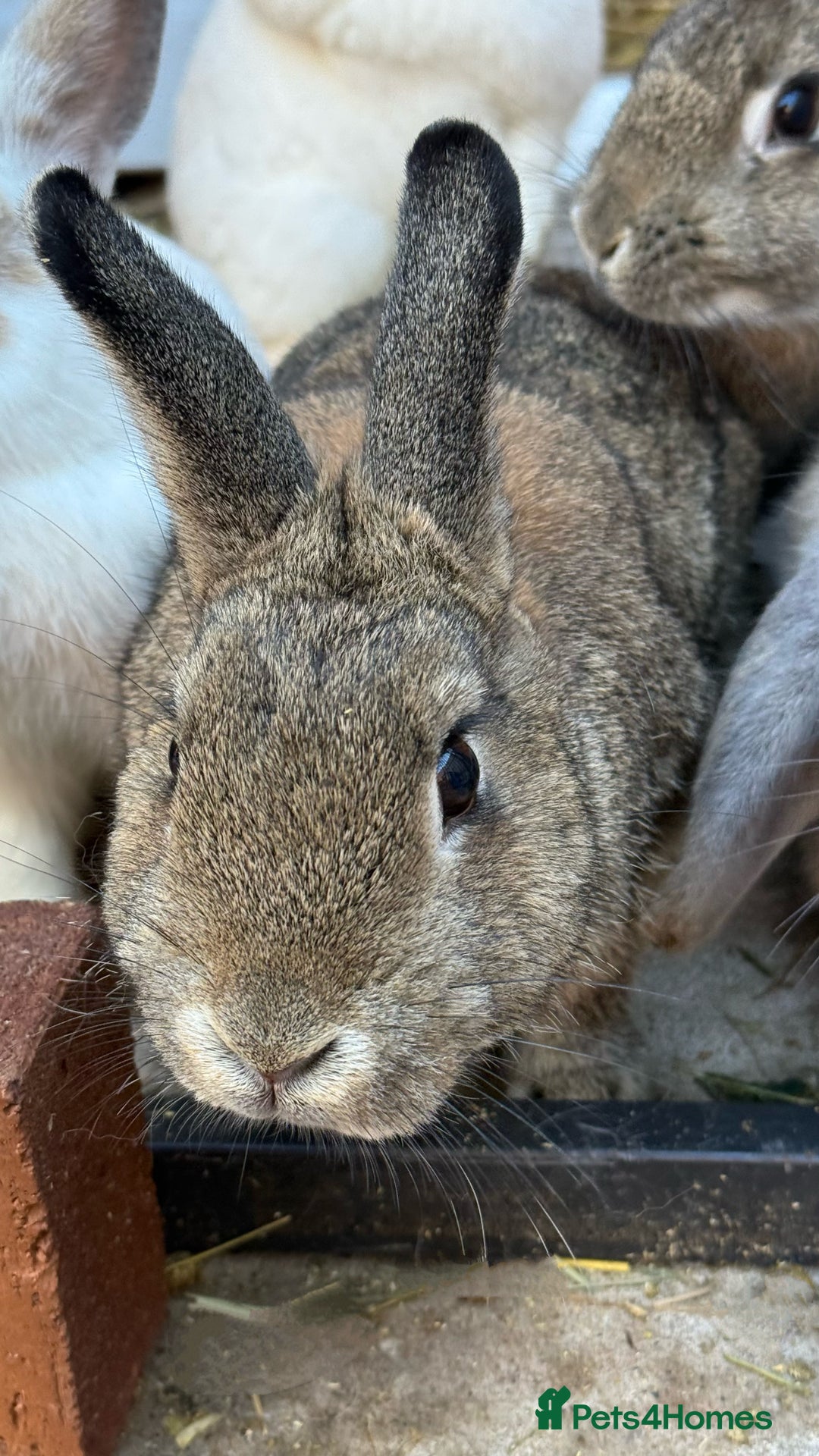 Dwarf Lop rabbits for sale: Dwarf Lops for sale in Winsford - Image 7