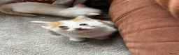 Ragdoll cats for sale: 1 left! Ginger male! main coon x ragdoll kittens - Advert 6