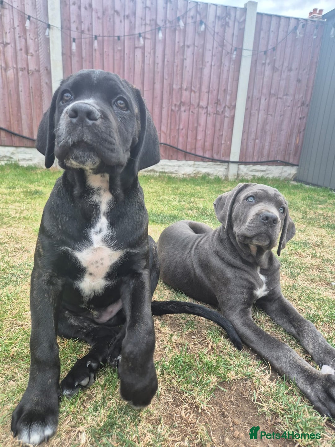 Cane Corso dogs for sale: Cane corso  - Advert 2
