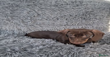 Dachshund dogs - Advert 5